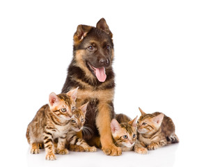 german shepherd puppy and bengal kittens together. isolated on white background