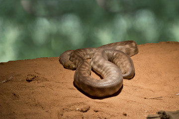 woma snake