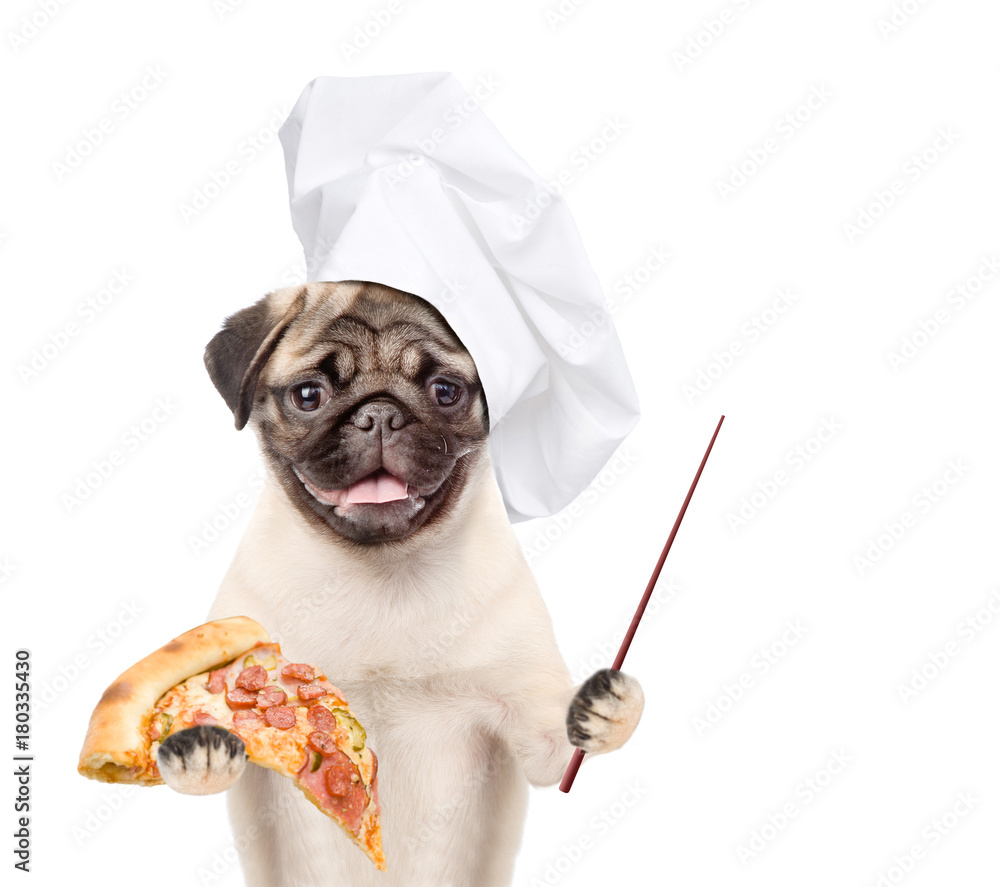 Poster funny dog in chef's hat with pizza and pointing stick. isolated on white background