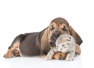 Puppy is chewing the kitten's ear. isolated on white background
