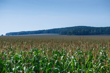 edge of cornfield in summer