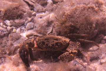 The crab under water.