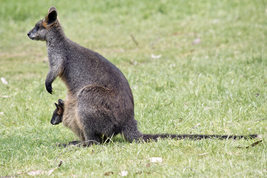 swamp wallaby with joey