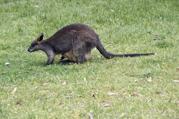 swamp wallaby with joey