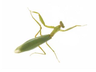 Grasshopper isolated on white background