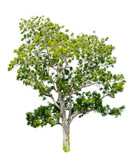 Obraz premium Tree alone or single on isolate white background