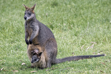 swamp wallaby with joey