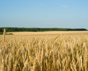 Yellow wheat field