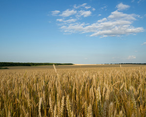 Yellow wheat field