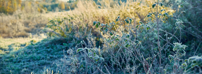 Plants is covered with frost in autumn