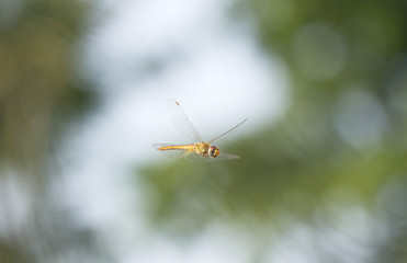 Flying dragonfly with natural background