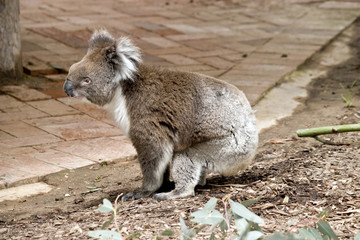 koala © susan flashman