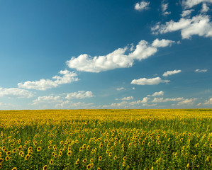 Sunflower in field