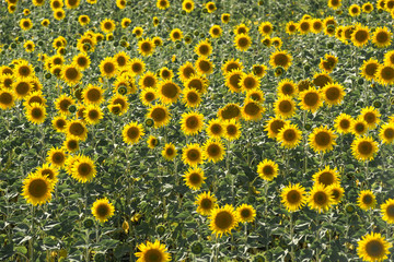 Sunflower in field