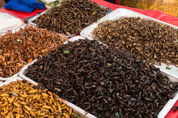 Disgusting food in Thailand