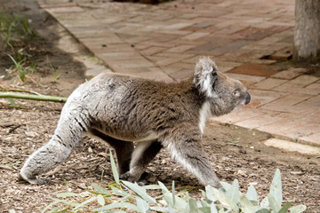 Obraz na płótnie Canvas koala