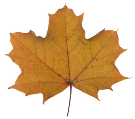 yellow maple leaf on a white background is the most commonly used sun symbol