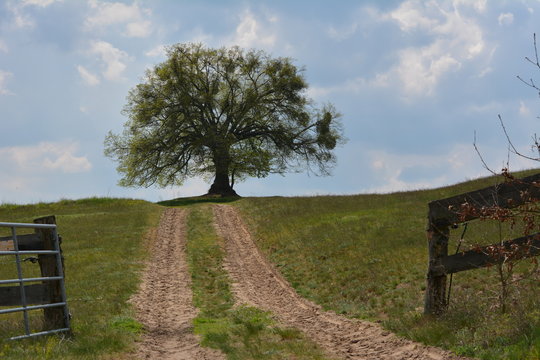baum auf einer anh&ouml;he hinter weg und gatter