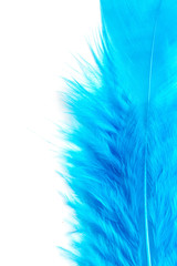 Close-up of Blue feather  isolated on white