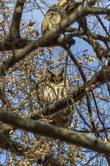 Owl hiding between the branches of a tree