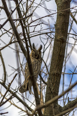 Owl hiding between the branches of a tree