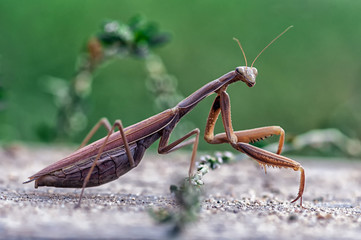 Closeup of a Praying Mantis or the European mantis. Shallow depth of field.