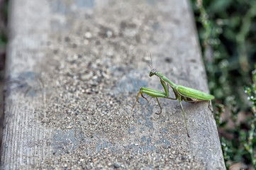 Closeup of a Praying Mantis or the European mantis. Shallow depth of field.