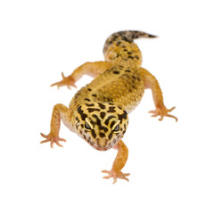 Leopard gecko - Eublepharis macularius