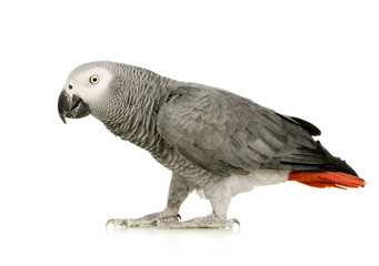 African Grey Parrot - Psittacus erithacus