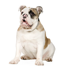 english Bulldog (5 months)