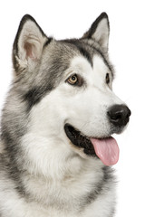 Fototapeta premium Alaskan Malamute ()