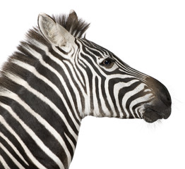Fototapeta na wymiar Zebra (4 years)