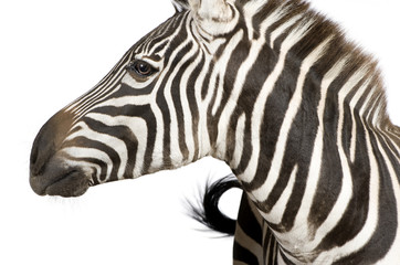 Fototapeta na wymiar Zebra (4 years)