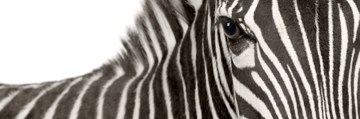 Zebra (4 years) - obrazy, fototapety, plakaty