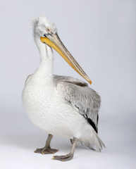 Dalmatian Pelican, Pelecanus crispus, 18 months old, standing in front of white background, studio shot