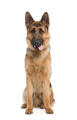 german shepherd dog panting