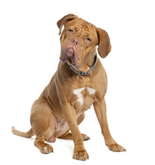 Obraz premium Mastiff (15 months old)