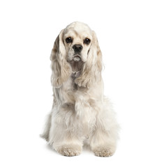 Portrait of American Cocker Spaniel, 1 year old, sitting in front of white background, studio shot