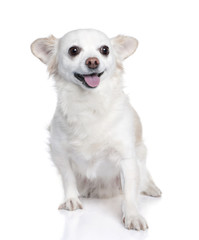 Obraz premium white chihuahua sitting (9 years old)