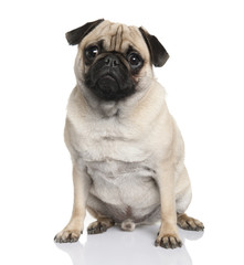 Pug sitting (18 months old)