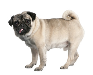 Fototapeta premium pug ( years old)