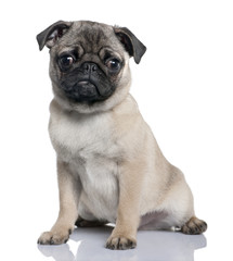 Obraz premium pug puppy (4 months)