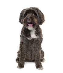 Tibetan Terrier, 3 years old, sitting in front of white background, studio shot