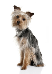 Yorkshire Terrier puppy (8 months old)