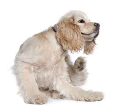 Young American Cocker Spaniel scratching, 9 months old, in front of white background