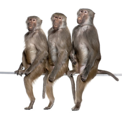 Three Baboons sitting in a row  -  Simia hamadryas