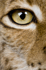 Naklejka premium Close-up of Eurasian Lynx eye, Lynx lynx, 5 years old