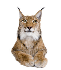 Cropped view of Eurasian Lynx, lynx lynx, 5 years old, studio sh