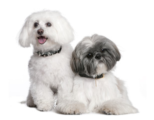 couple of a Shih Tzu and a maltese dog