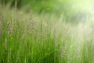 Flower grass with sunlight.